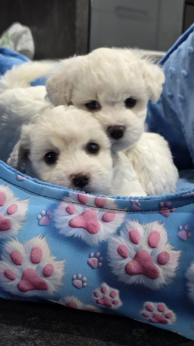 Bichon Frise Fci piesek Bubu