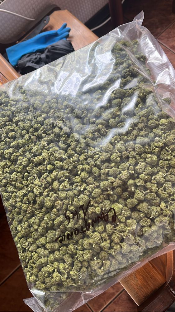 Susz konopny  CBD "CT" 1kg