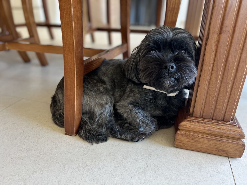 Procura-se “namorada” para o Flip (cão) - Lhasa Apso