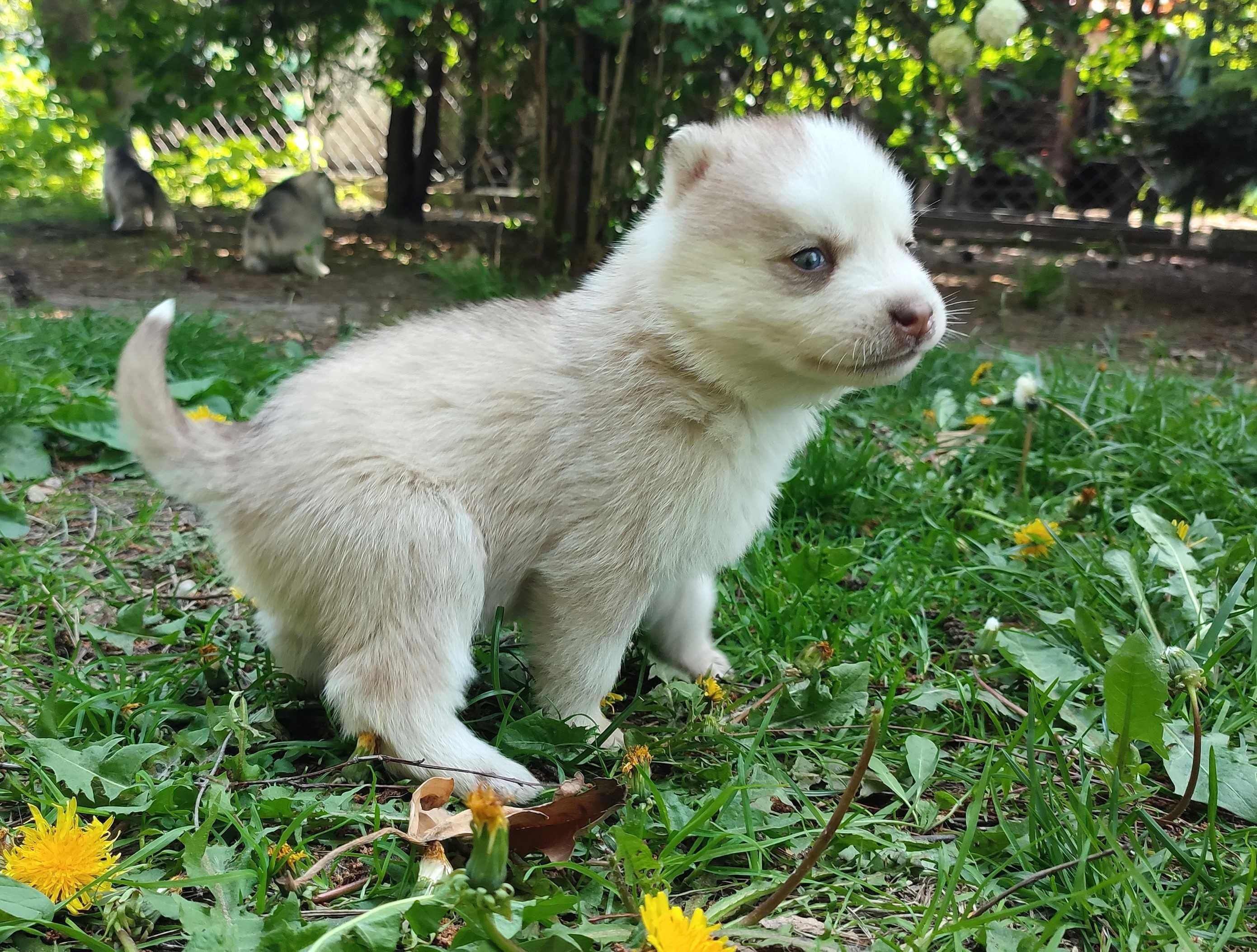 szczeniak Siberian husky