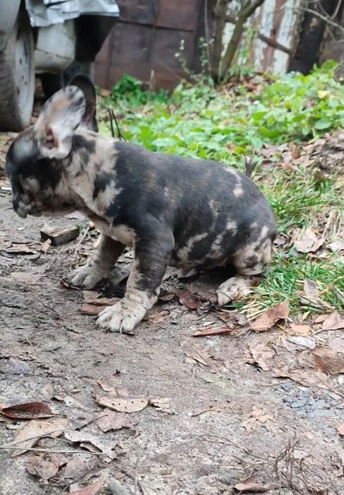 Девочка мерле французского бульдога