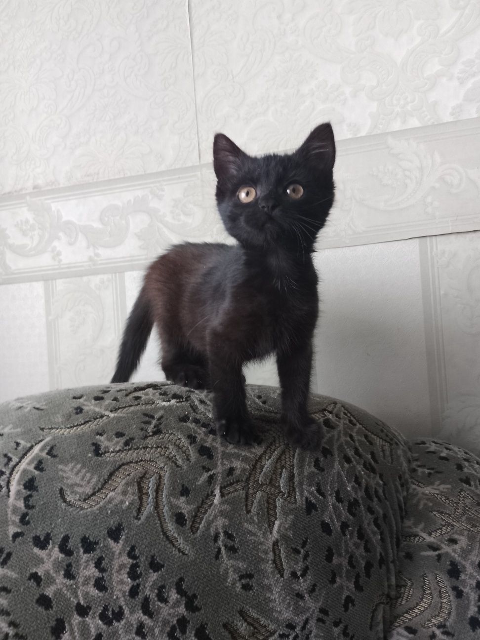 Кошеня дівчинка 2 місяці
