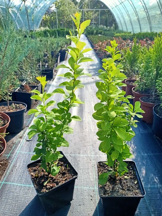 Барбарис Тунберга Корал, Оранж Рокет Короніта, Атропурпуреа На та інші