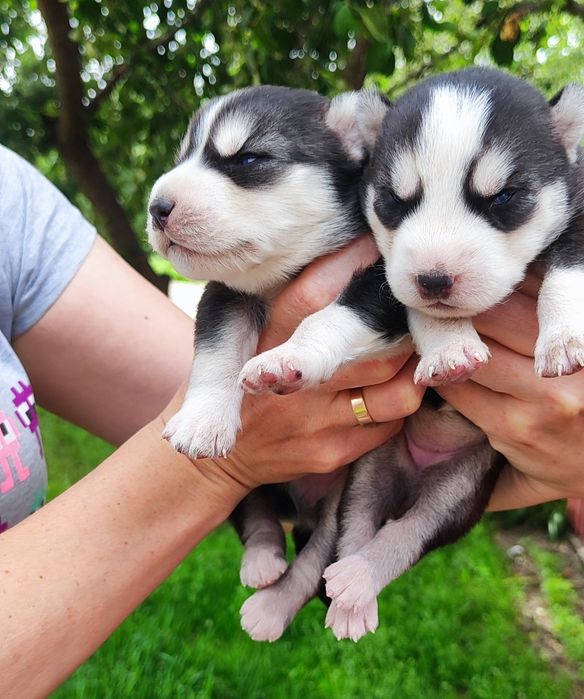 Ростуть шикарні малюки ! Вік різний!