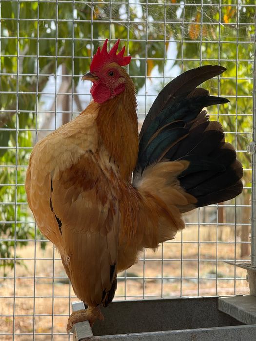 Frangos Serama – Poucas Aves Disponíveis