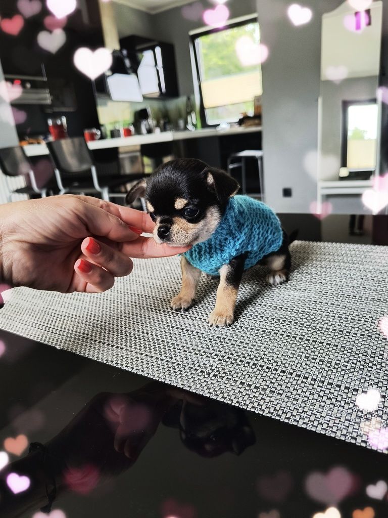 Chihuahua Milo Chi Love