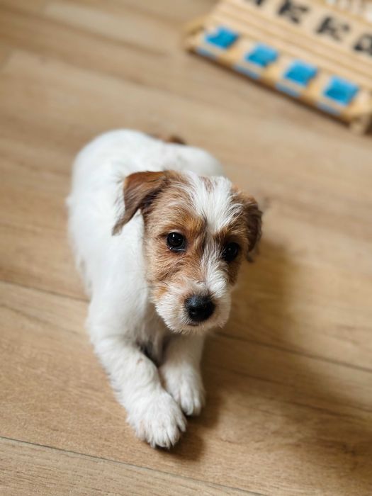 suczka Jack Russell terrier ZKWP/FCI szorstkowłosa