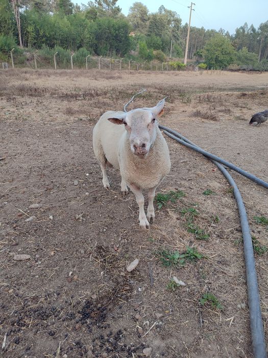 Vendo ou troco carneiro Charolês por carneiro Suffolk
