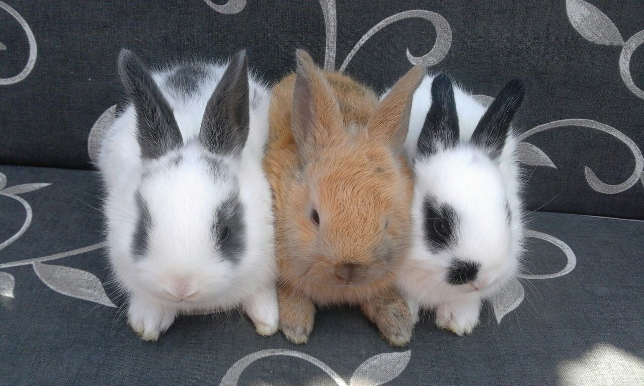 Декоративні кролики(міні)