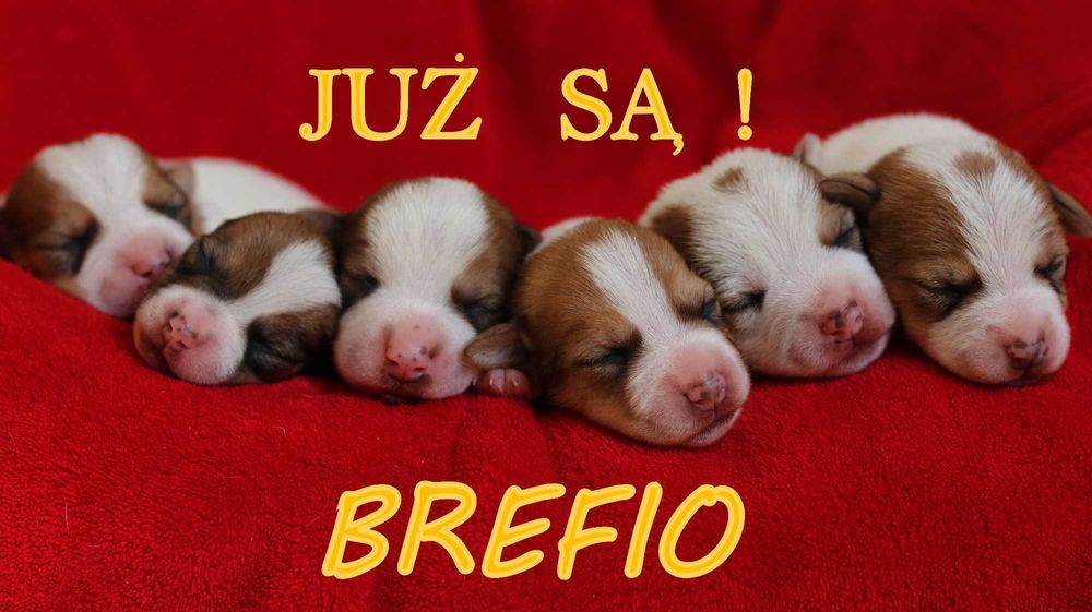 Już jest nowy miot! JRT z hodowli"BREFIO"/badania genetyczne
