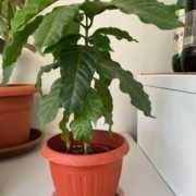 Кофе кофейное дерево   25 см