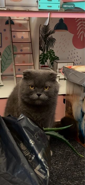 Шотландські прямовухі котики