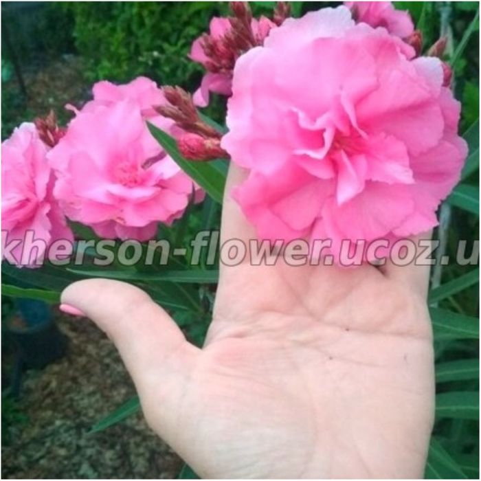 Олеандр Splendens Giganteum, цветок размером с ладонь