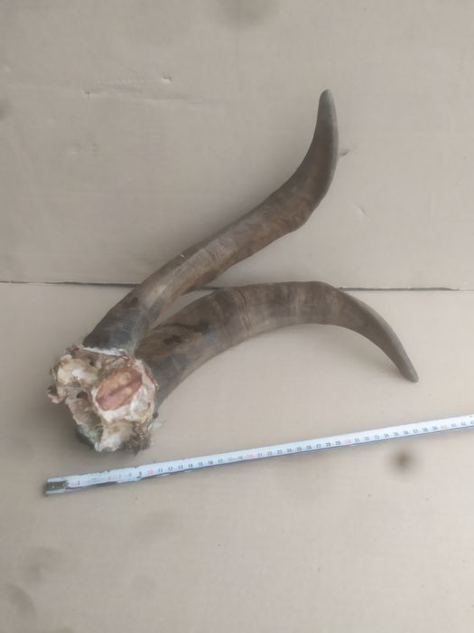 Роги козла з кісткою