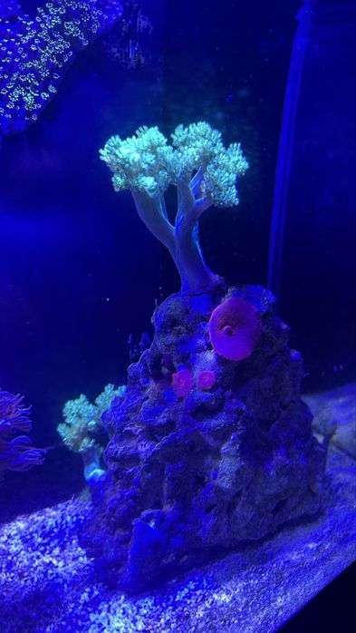 Corais e peixes aquario marinho