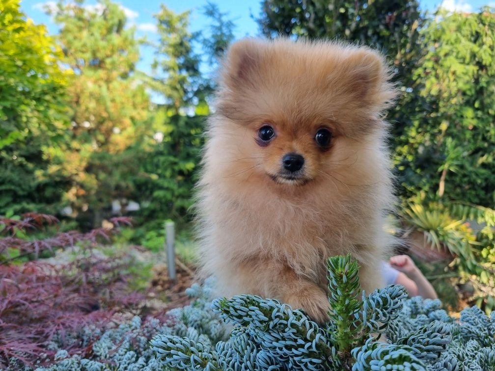 Malenstwo XXS Miniaturka BILLY piesek szpic miniaturowy pomeranian Uni