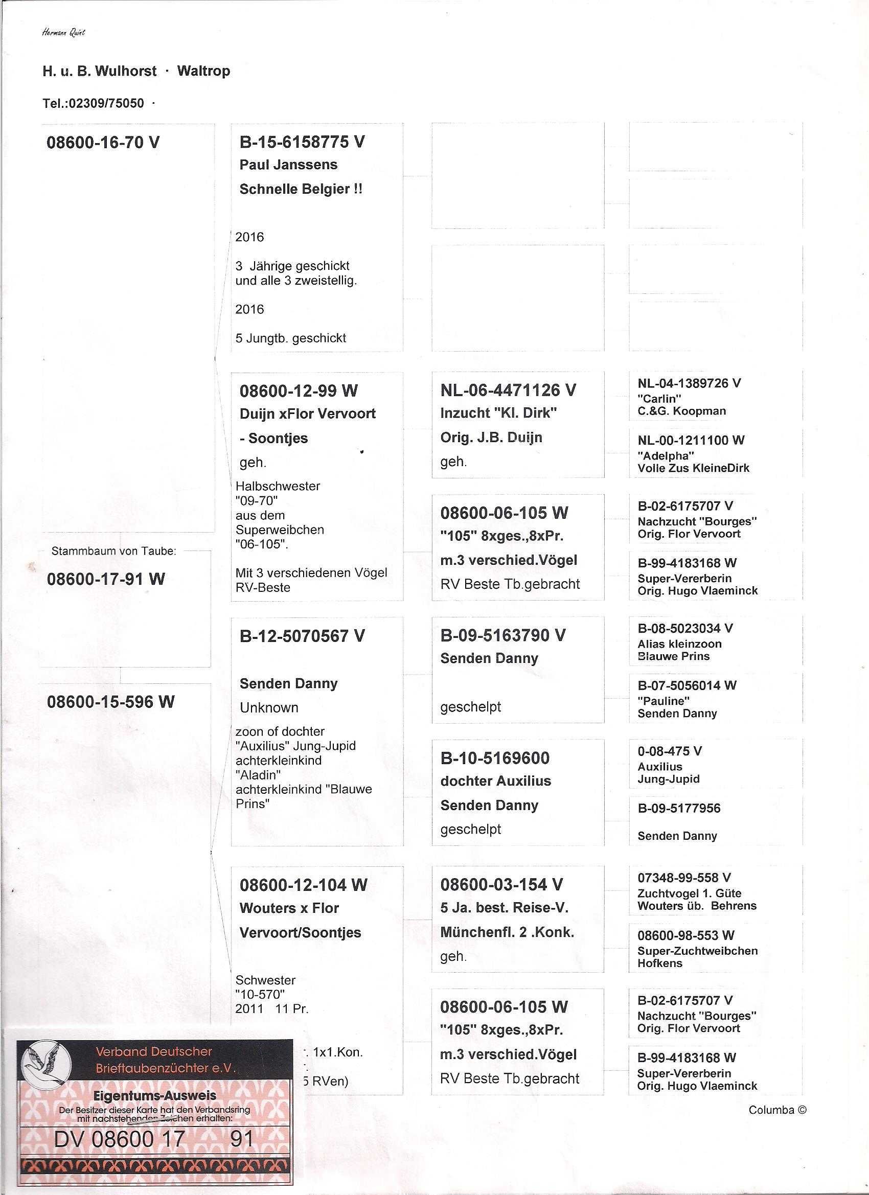 Młode 2025 Para nr 30 Harry x Soontjens gołąb gołębie pocztowe do lot