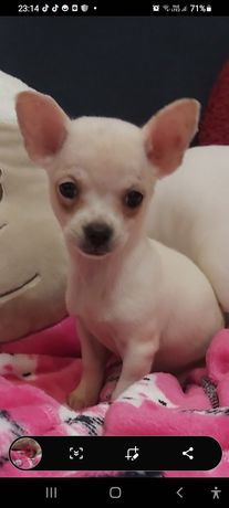 Chihuahua sunia szczeniaczki