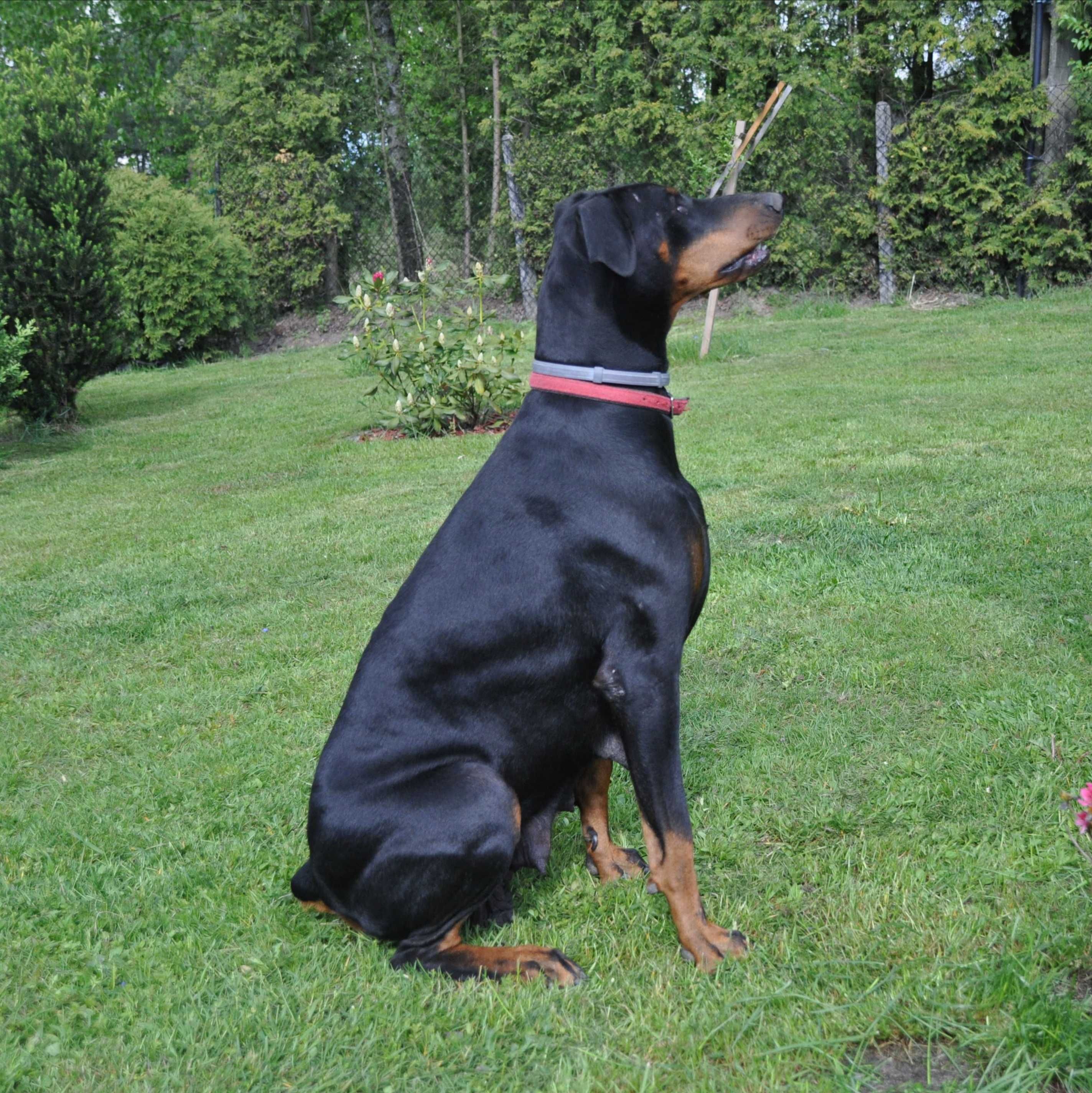 Szczeniaki rasy Doberman