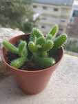 Plantas Suculentas