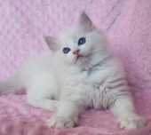 Kocurek ragdoll blue bicolor lynx po mamie International Champion