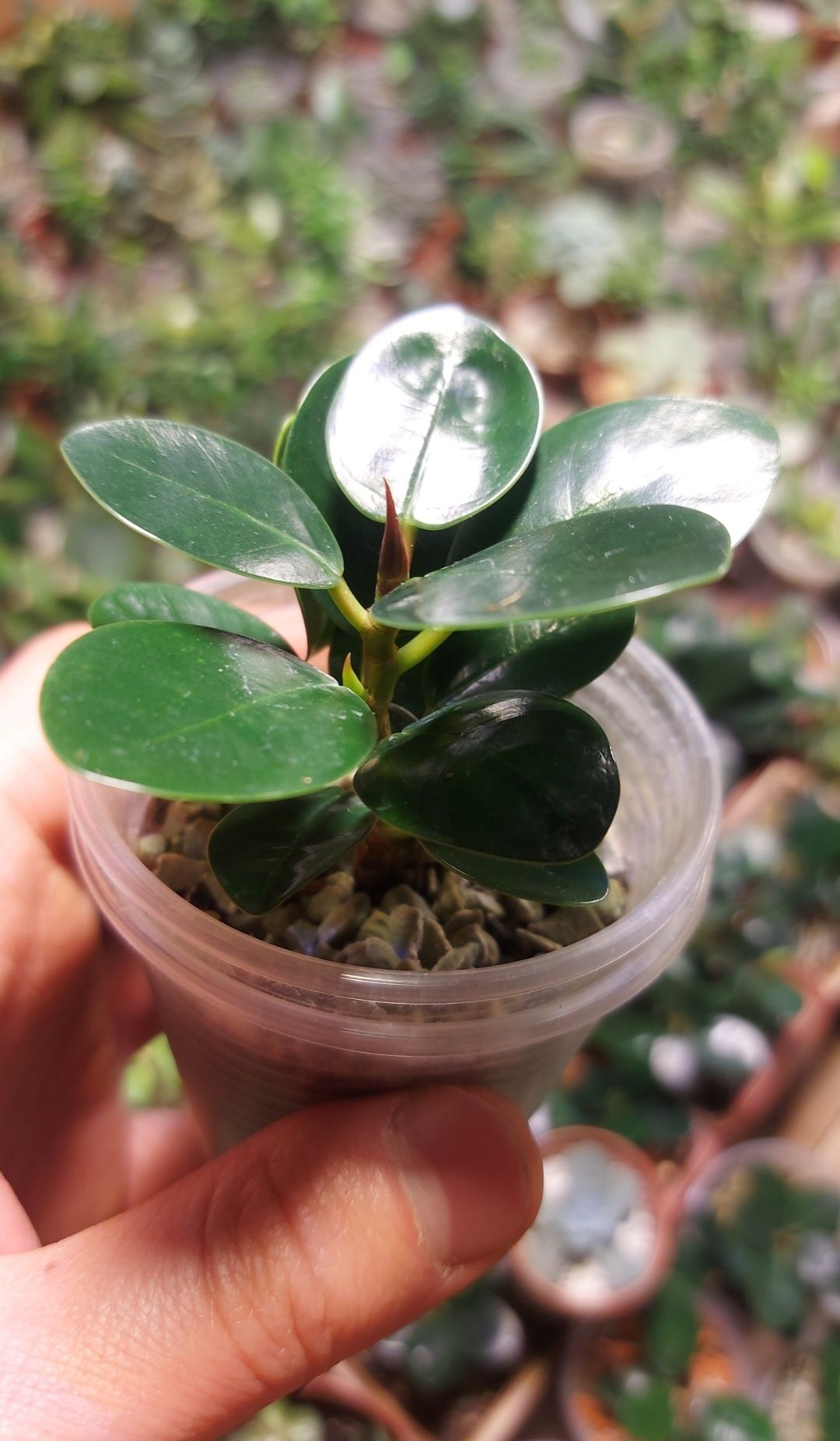 Ficus Panda Фикус Панда (Dollar ficus)