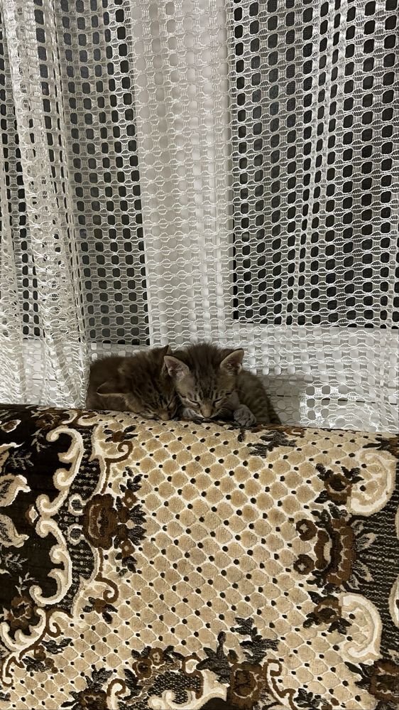 Віддам кошенят котят у добрі рукі