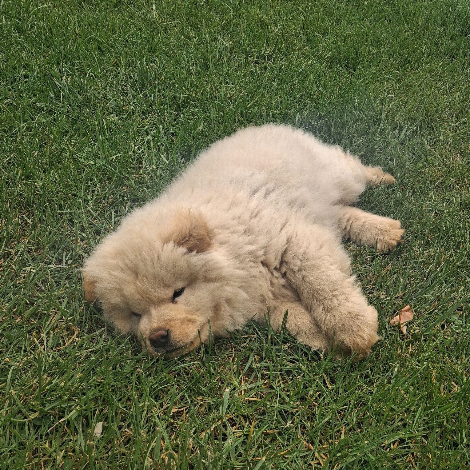 Chow chow miś z rodowodem