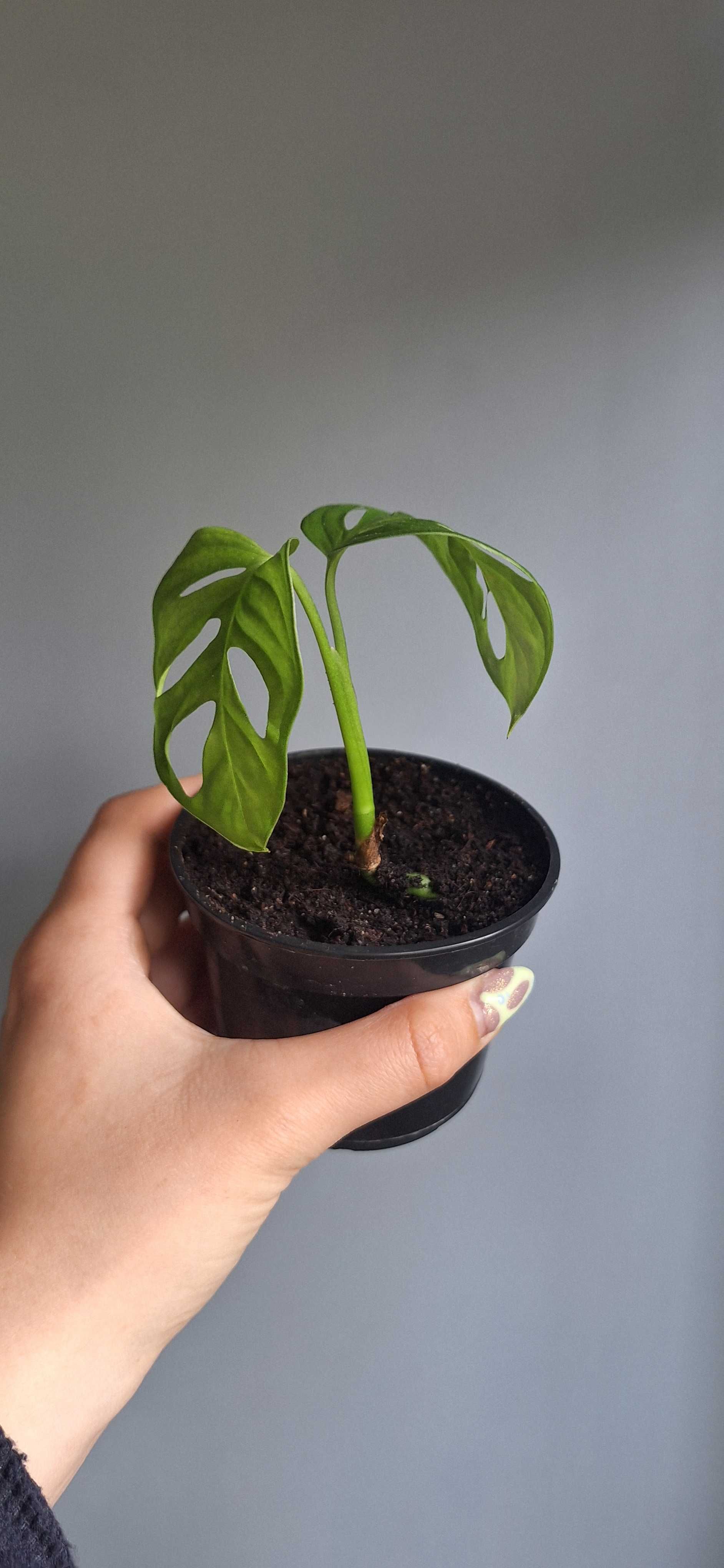 Monstera monkey mask w doniczce