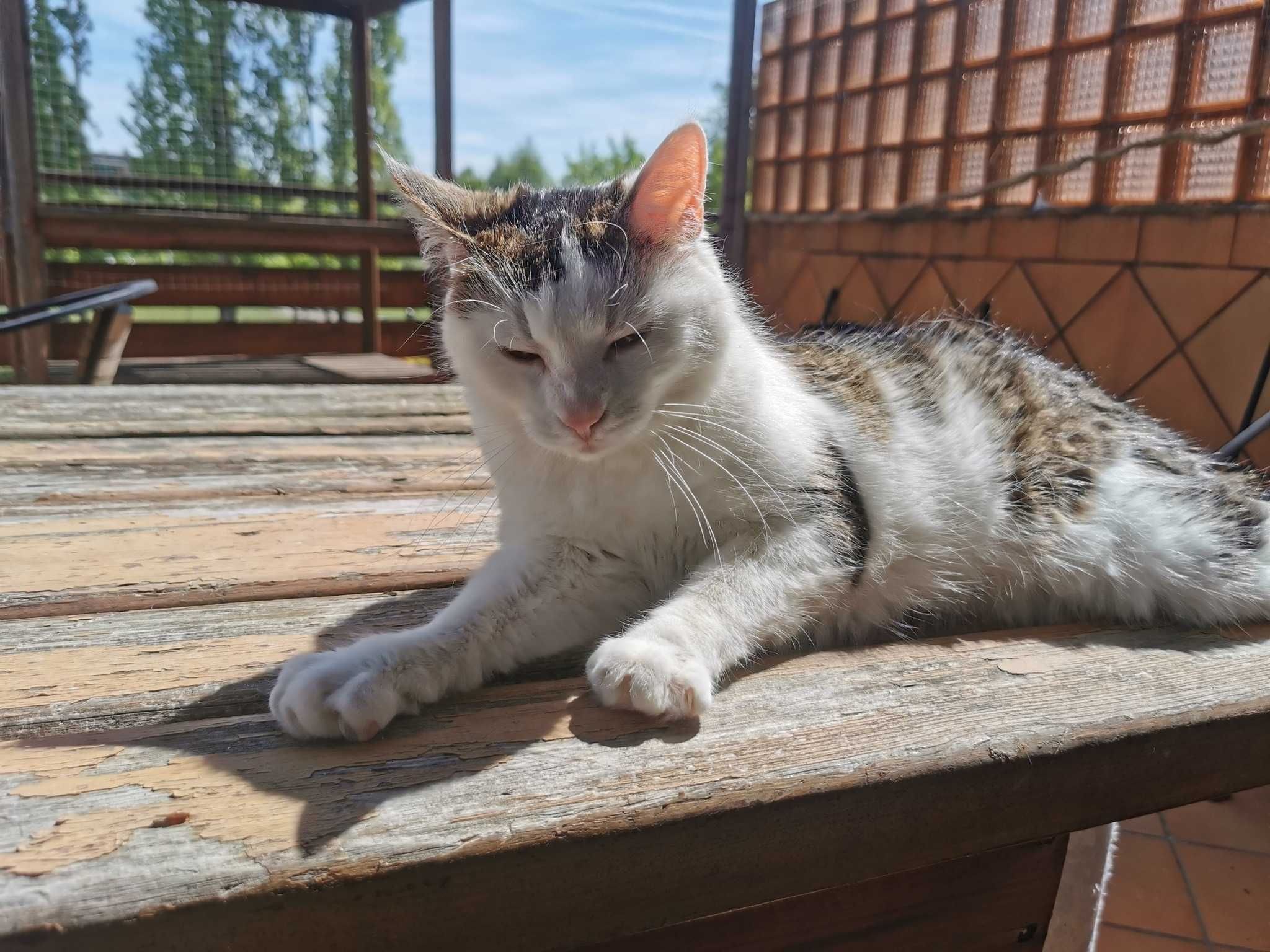 Cheetosia kotka do adopcji biało ruda młoda 3 łata ze schroniska kot
