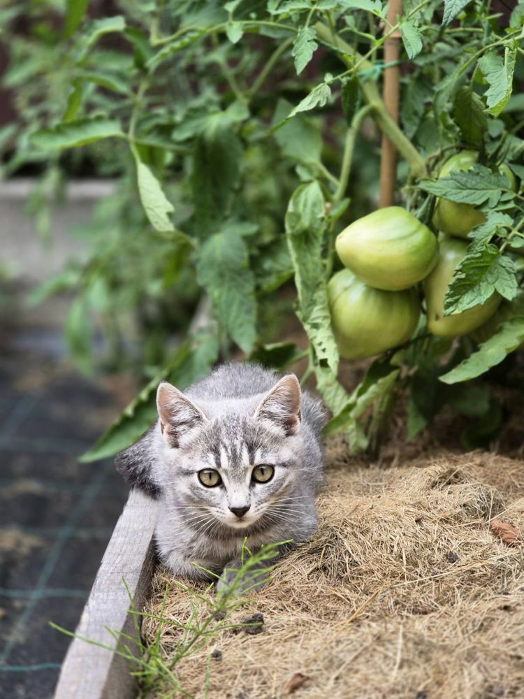 Котенята шукають сімʼю
