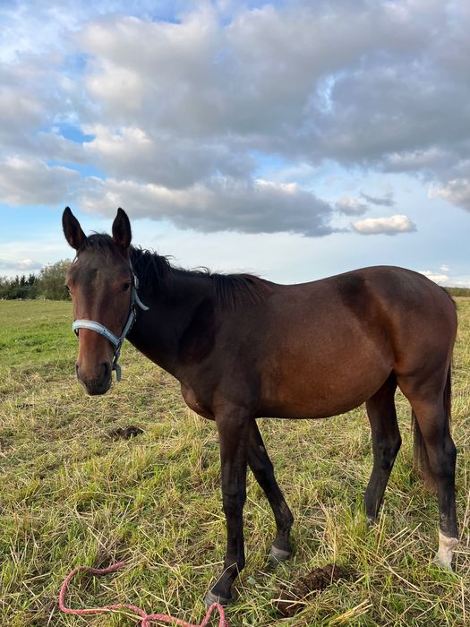 Super klacz sp 1,5 roku