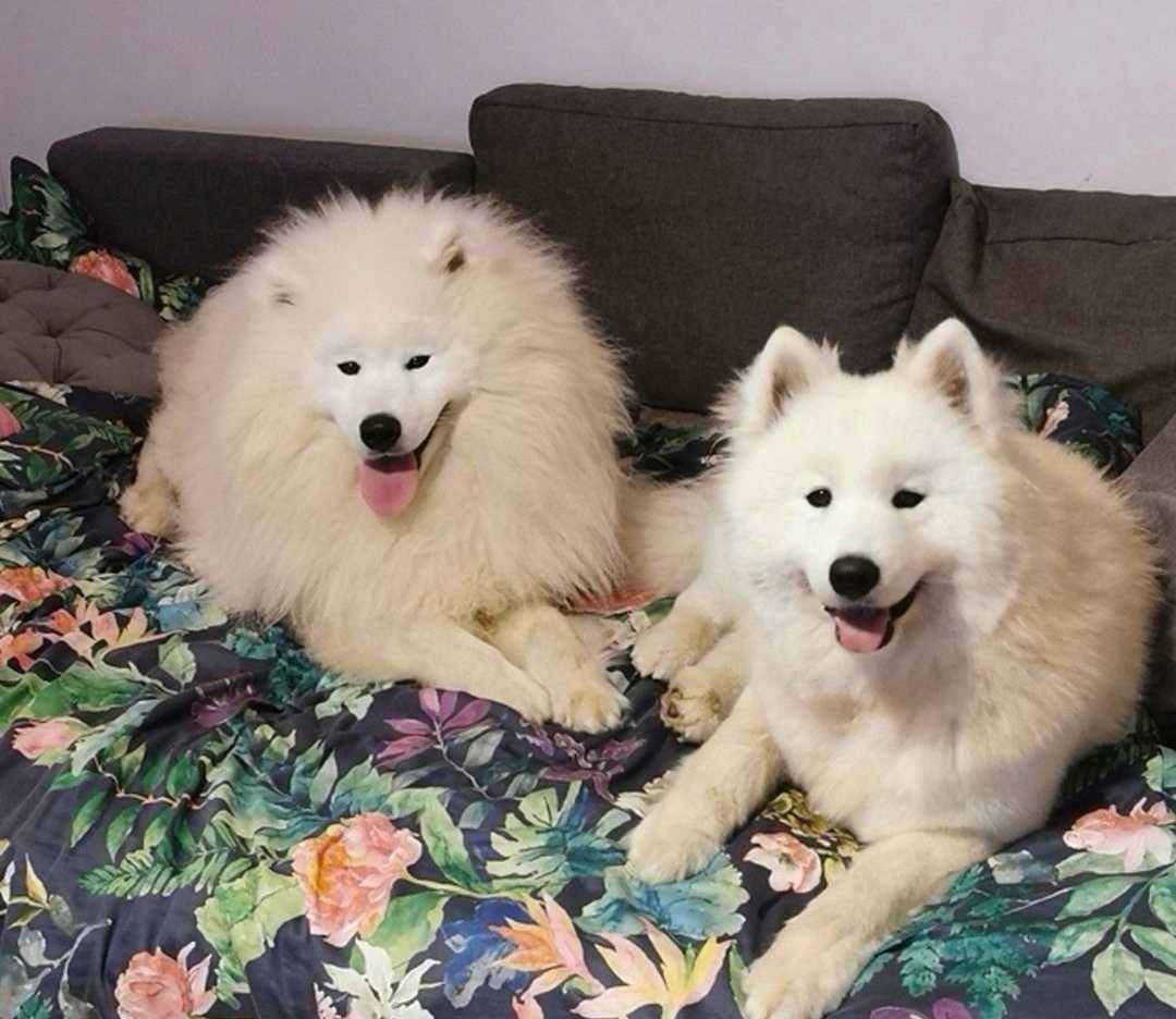 Samoyed z rodowodem szczenię chłopiec samiec samoyed piekny
