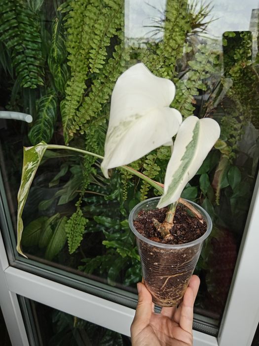 Монстера варієгатна Альба