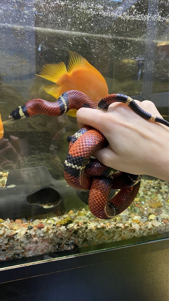 Синалойска молочная змея sinaloe  - роскошная ручная змея для новичков