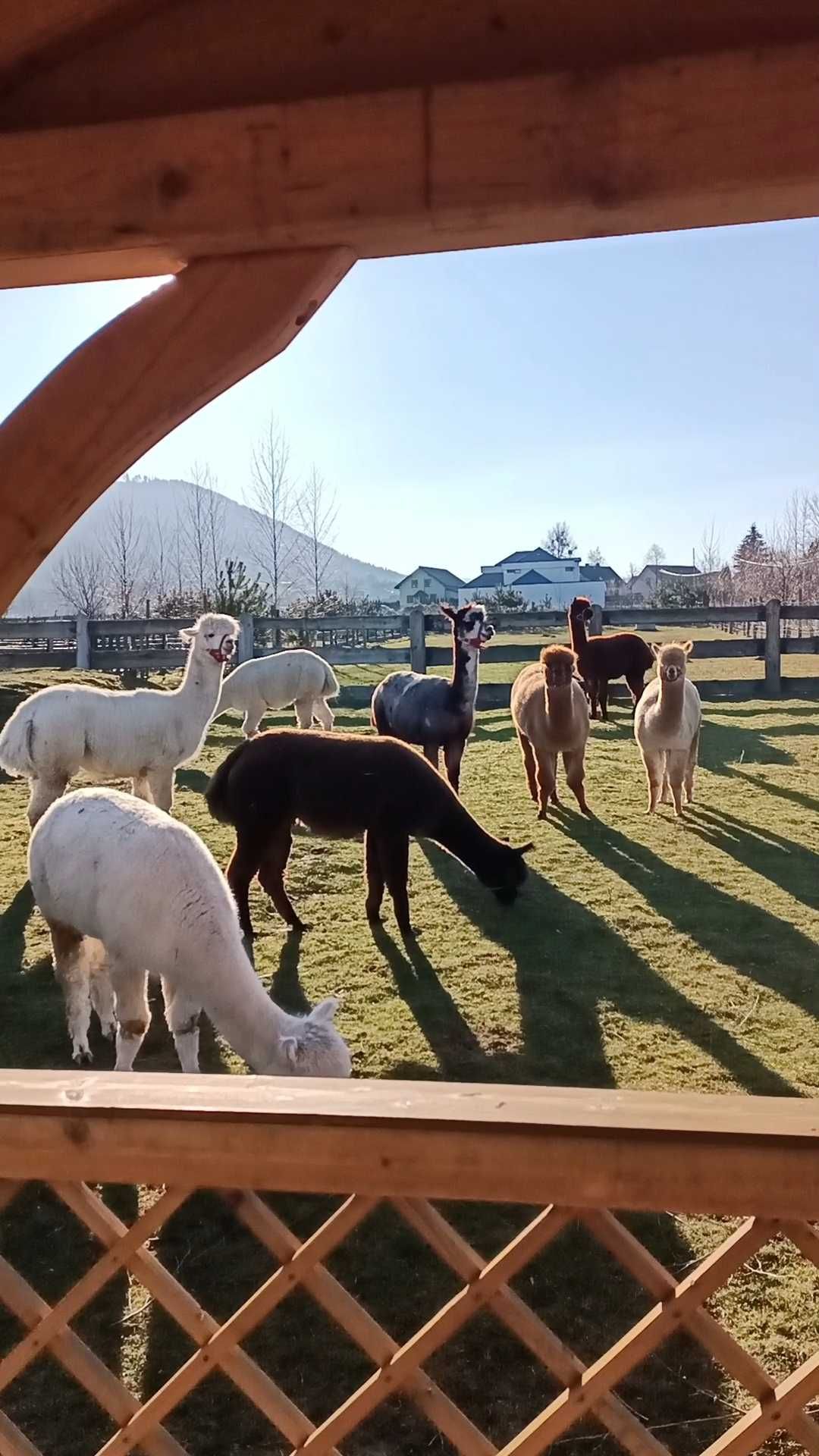 Alpaka huacaya samice,stado