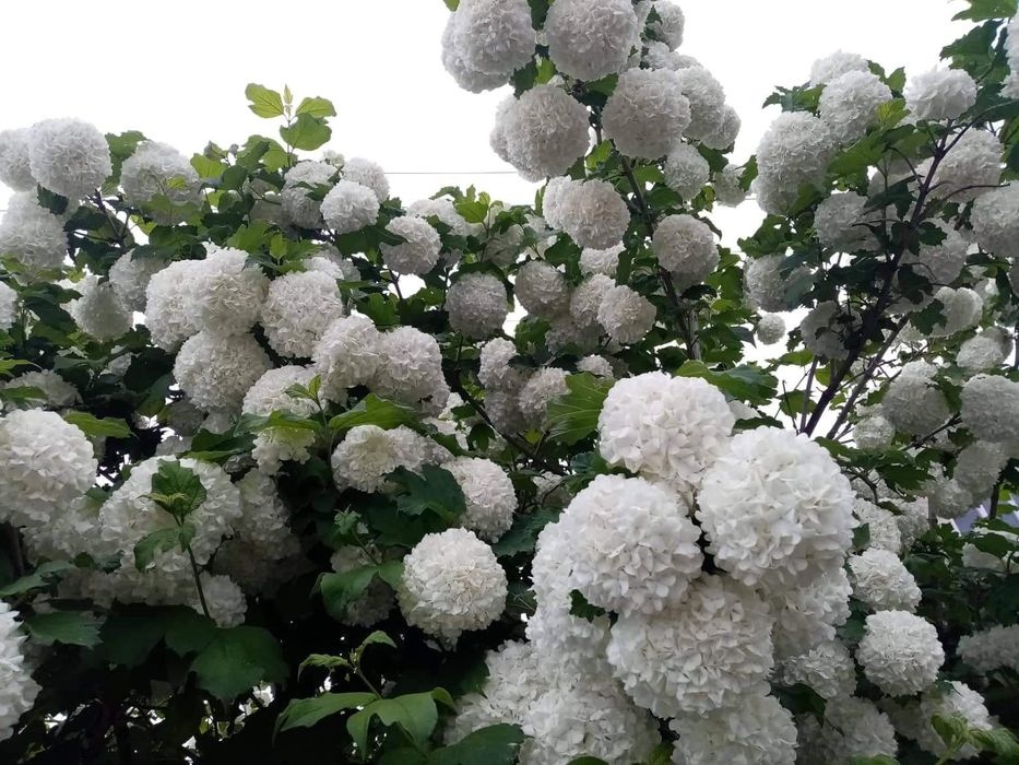 Калина Бульдонеж