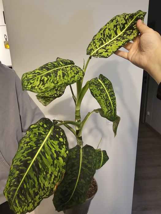Fikus, filodendron, rhaphidophora, dieffenbachia, strelicja, zamiokulk