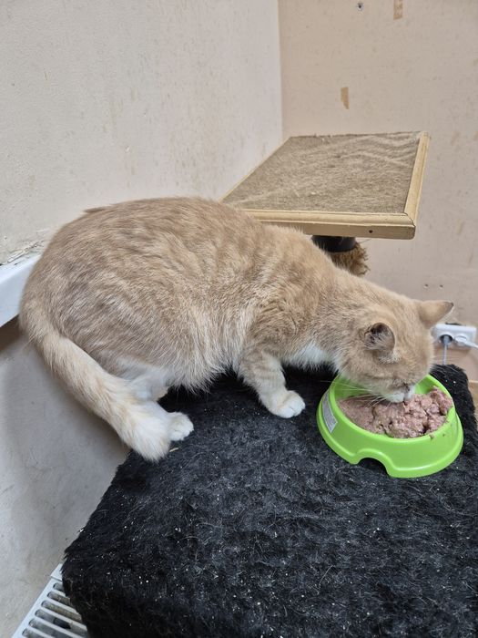 Руда ніжна киця, кішка стерелізована