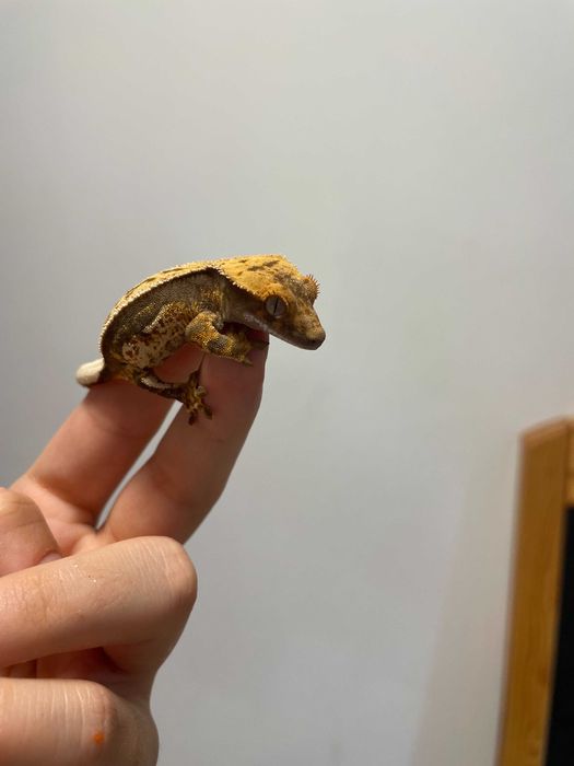 Gekon orzęsiony sklep zoologiczny Gruby Kocur