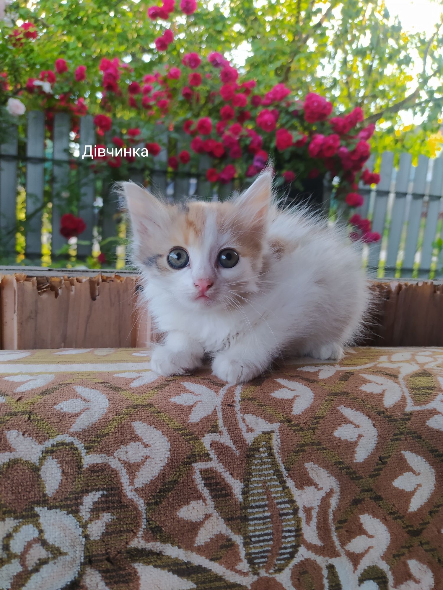 Віддам кошенят в добрі руки