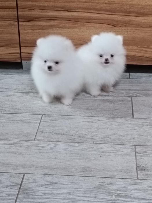Pomeranian suczka biała
