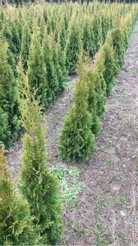 Thuja szmaragd tuja 1m 1.2m 1.5m 1.8 m