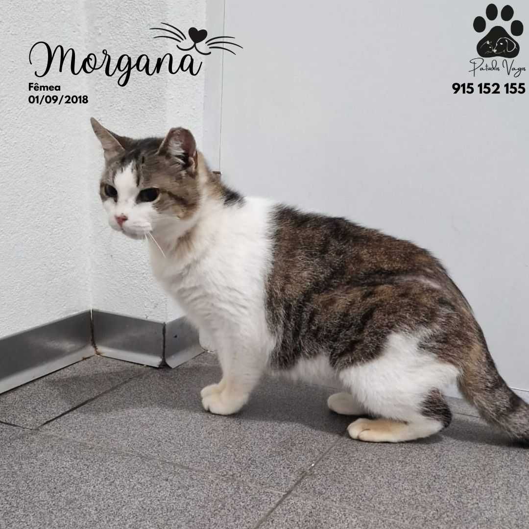 Morgana, A que adora descansar