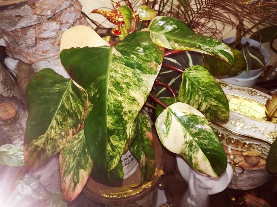 Philodendron Strawberry Shake Variegata Pink roślina kwiat monstera