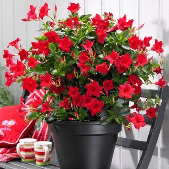 Дипладения мандевилла сандевила