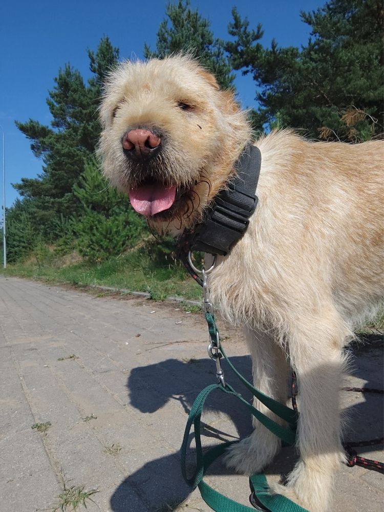 Drako w typie shar-pei szuka doświadczonego przewodnika