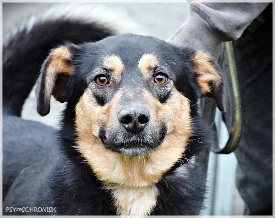 HIPEK dwuletni wdzięczny i łagodny piesio