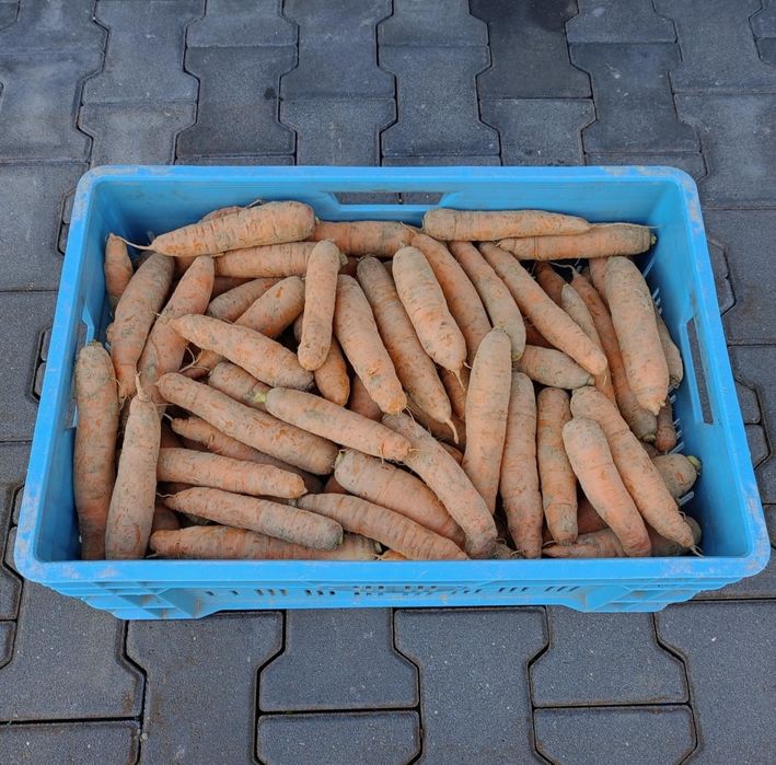 Buraki z własnego gospodarstwa