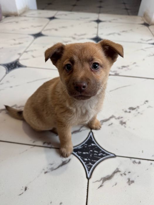 Віддам у добрі руки собачку-дівчинку!